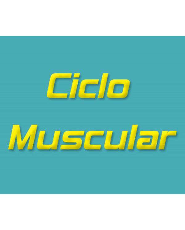 Ciclo Muscular